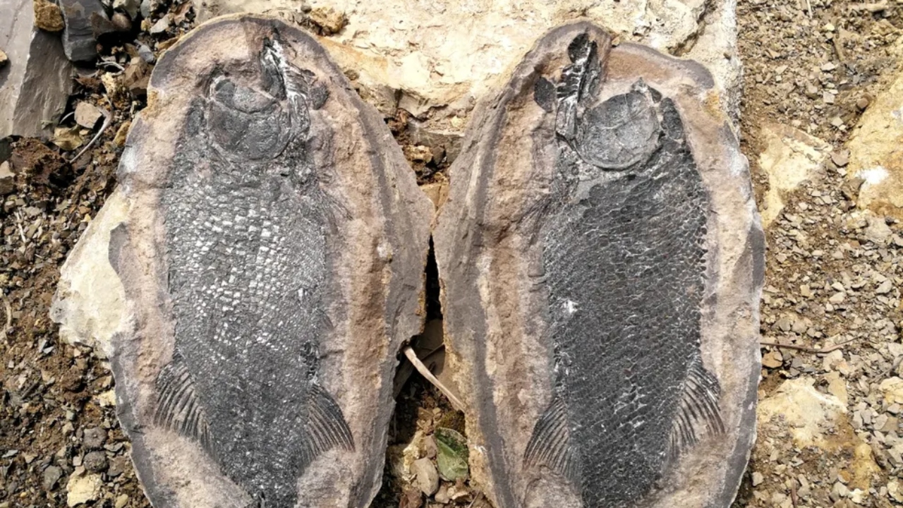 Fósseis na China revelam recuperação rápida após grande extinção