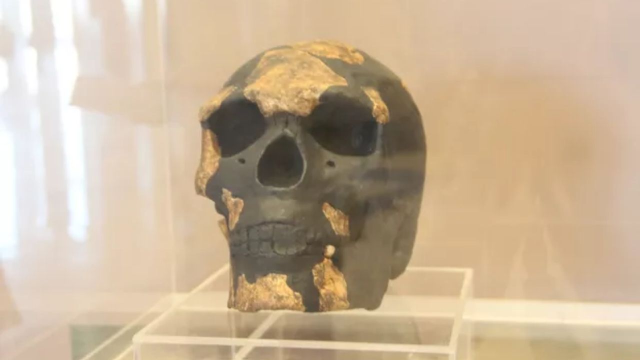 Fóssil humano mais antigo da África Oriental é ainda mais velho