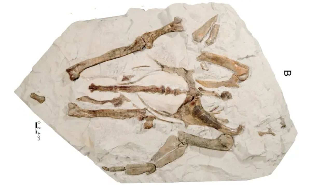 Nova espécie de pinguim gigante pré-histórico é identificada na Nova Zelândia