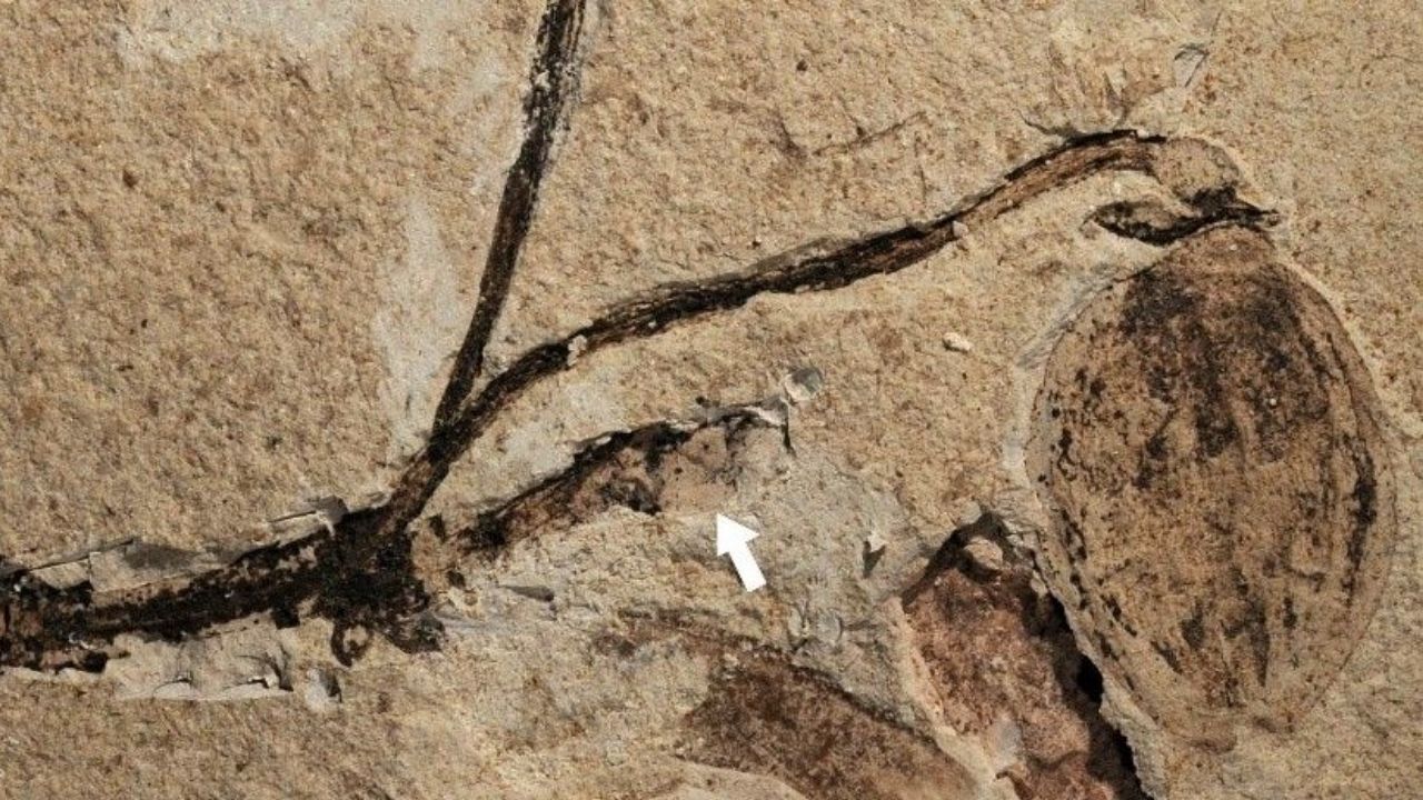 164 milhões de anos: Pesquisadores descobrem mais antigo fóssil de botão de flor