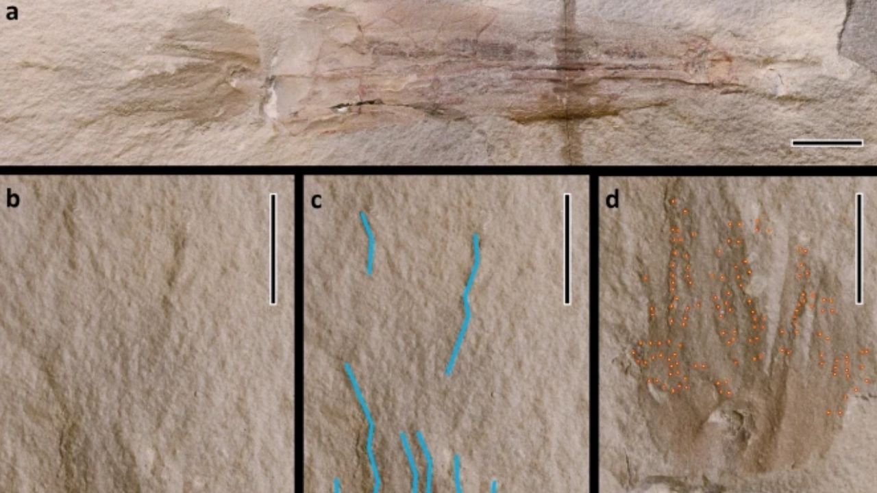 O curioso animal que existia antes dos dinossauros
