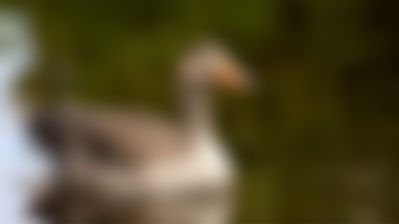 As primeiras aves a serem domesticadas, segundo estudo