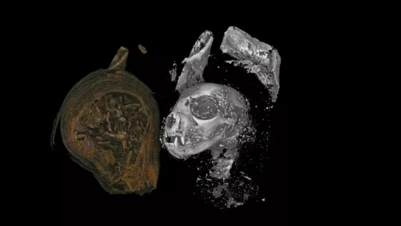 Animais mumificados do Egito Antigo são analisados em 3D