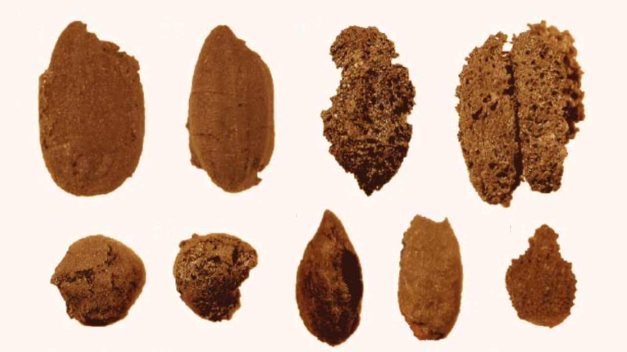 Grãos de arroz com mais de mil anos são encontrados no Uzbequistão