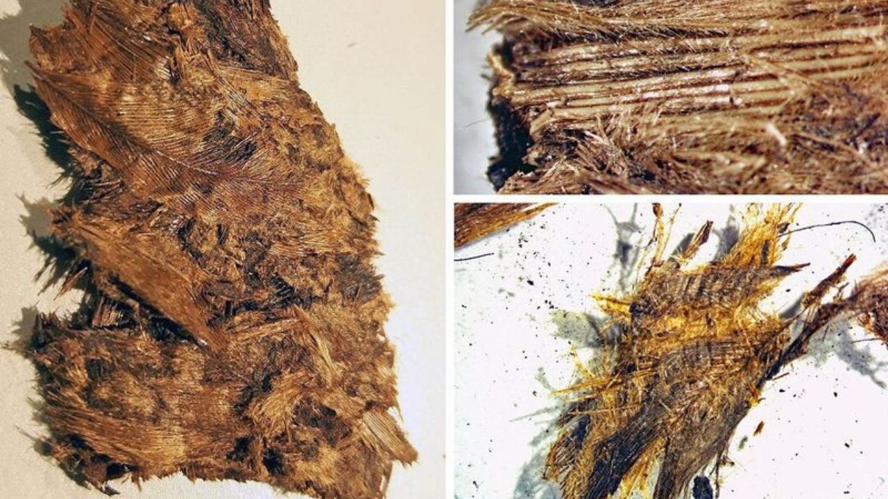 Estudo investiga camas de penas em túmulos de guerreiros suecos da Idade do Ferro