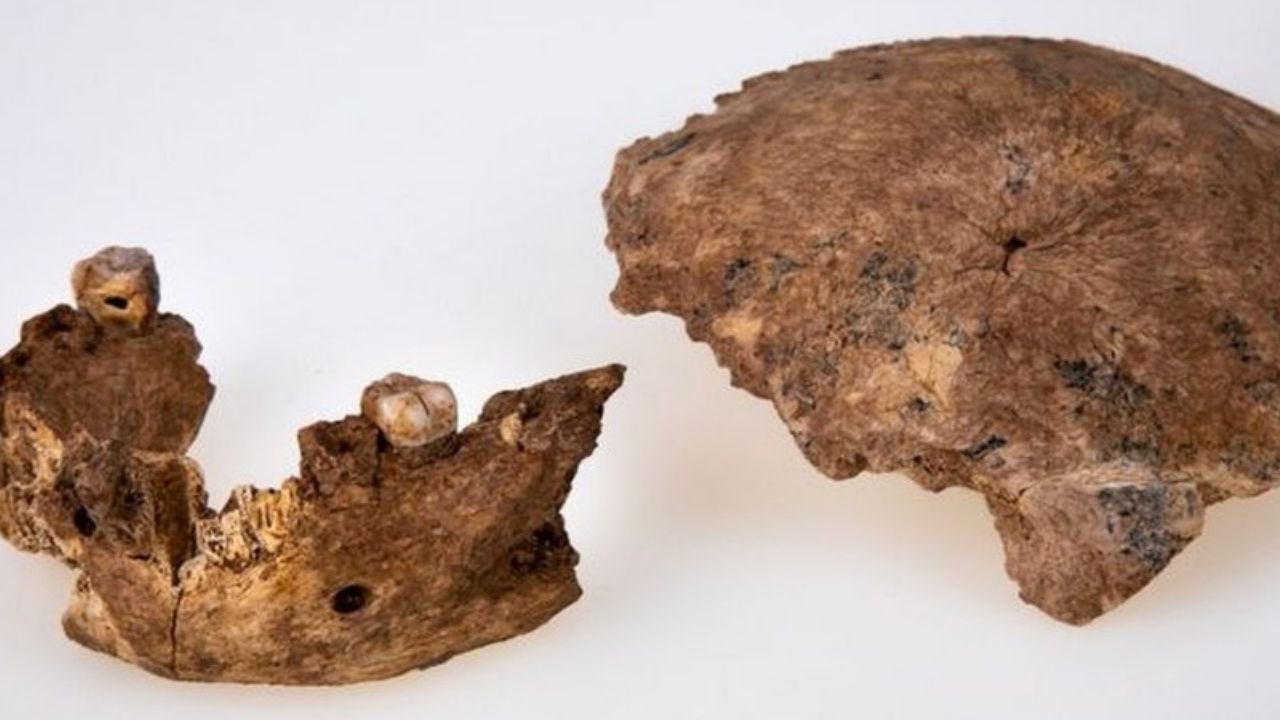 Israel: Pesquisadores descobrem espécie até então desconhecida de ancestral humano