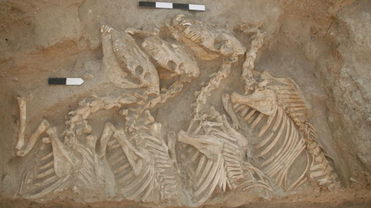 Os curiosos animais híbridos dos antigos mesopotâmios