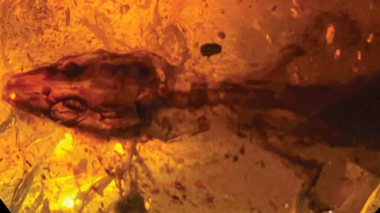 Fóssil de lagarto encontrado na Ásia intriga especialistas