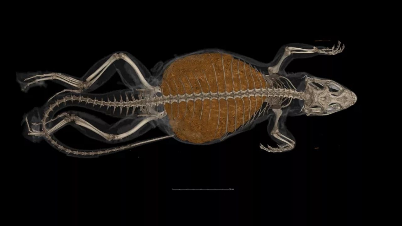 A saga do lagarto que teve a ‘pior constipação’ do reino animal