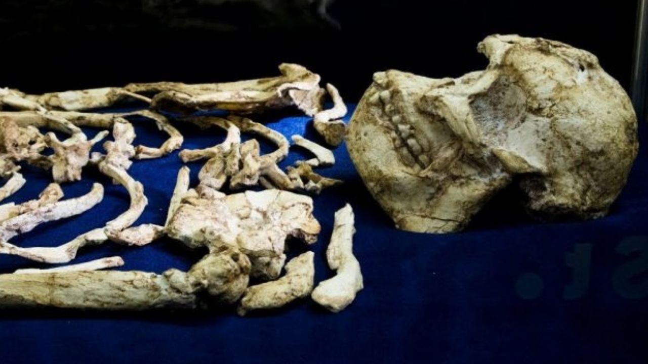 Little Foot: estudo pode ter descoberto origem de curvatura em esqueleto de 3,6 milhões de anos