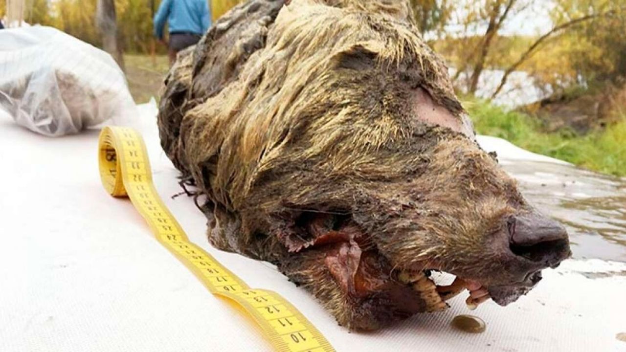 Preservada abaixo de 0ºC: A curiosa descoberta da cabeça de lobo da Era do Gelo em 2019