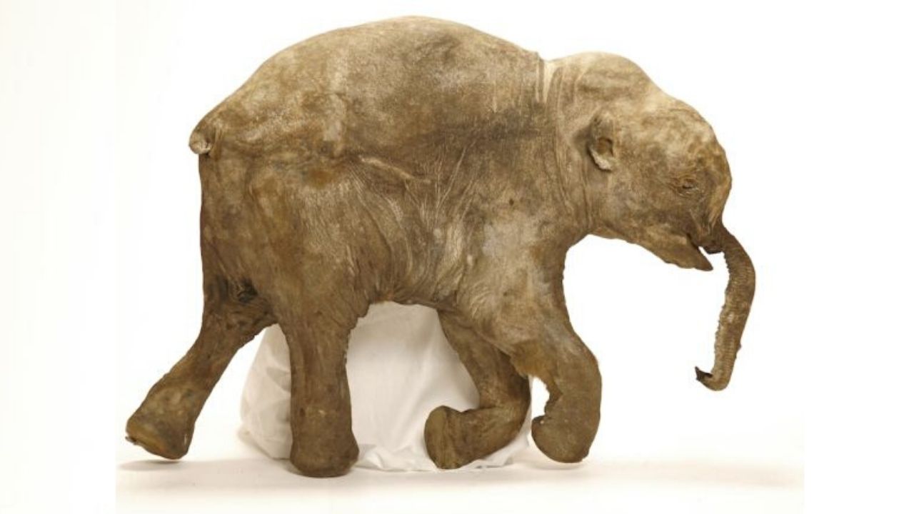 Os mistérios dos bebês mamutes congelados por 40 mil anos