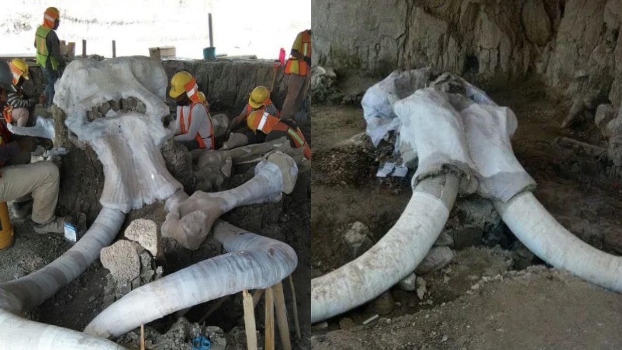 Arqueólogos descobrem mais de 60 esqueletos de mamutes em construção de aeroporto no México
