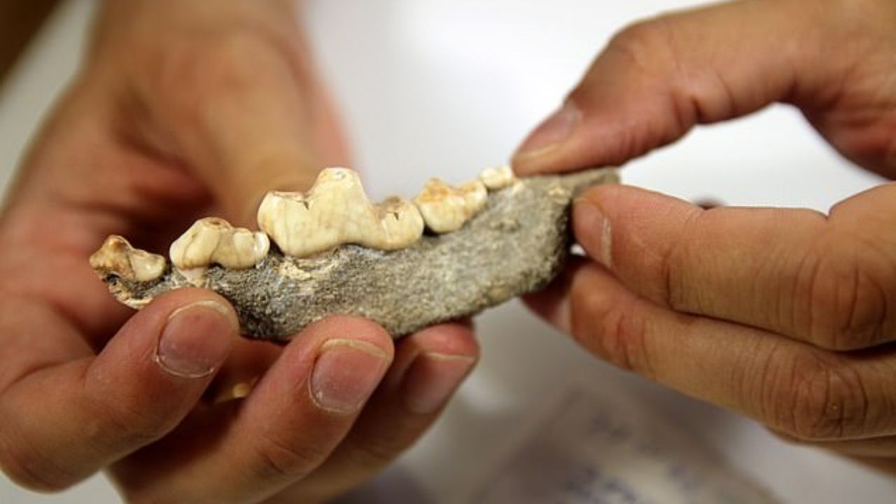 Ossos de 20 mil anos podem ser de cão de estimação mais antigo do mundo