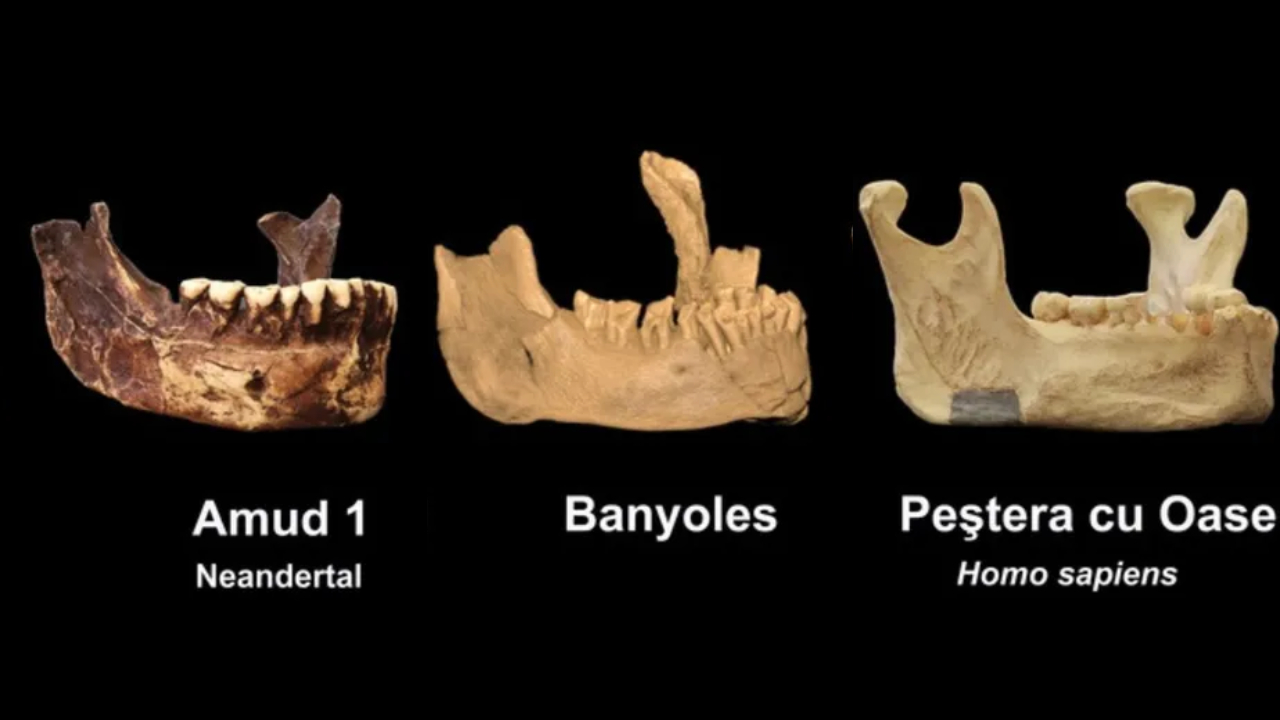 Mandíbula considerada de neandertal pode ter pertencido a primeiro humano europeu