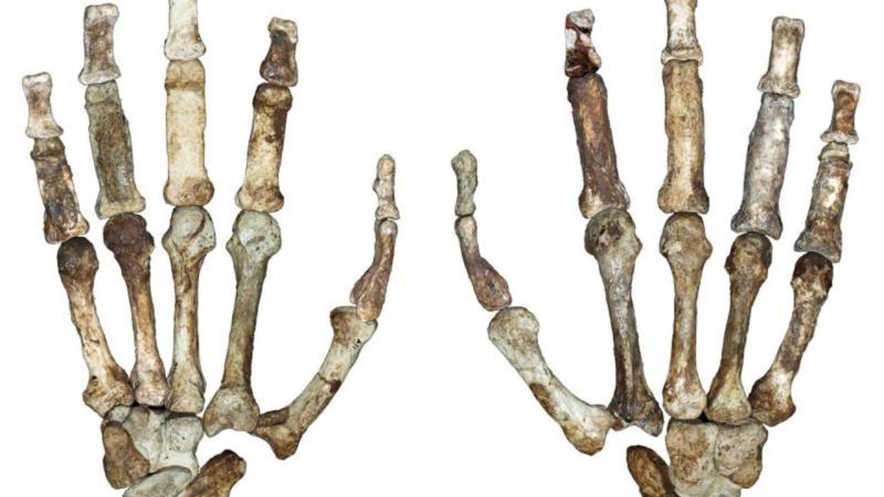 Análise de ancestrais humanos indica que as mãos tinham dupla função na Pré-História