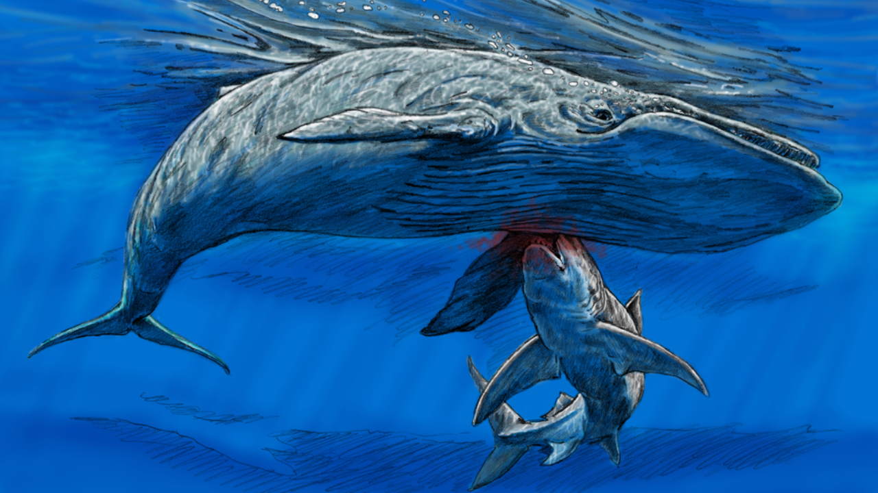 Gigante dos mares: Fóssil revela refeição de um possível megalodon jovem