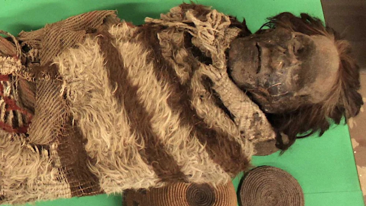 Cientistas encontram DNA preservado em ‘cola’ de piolhos