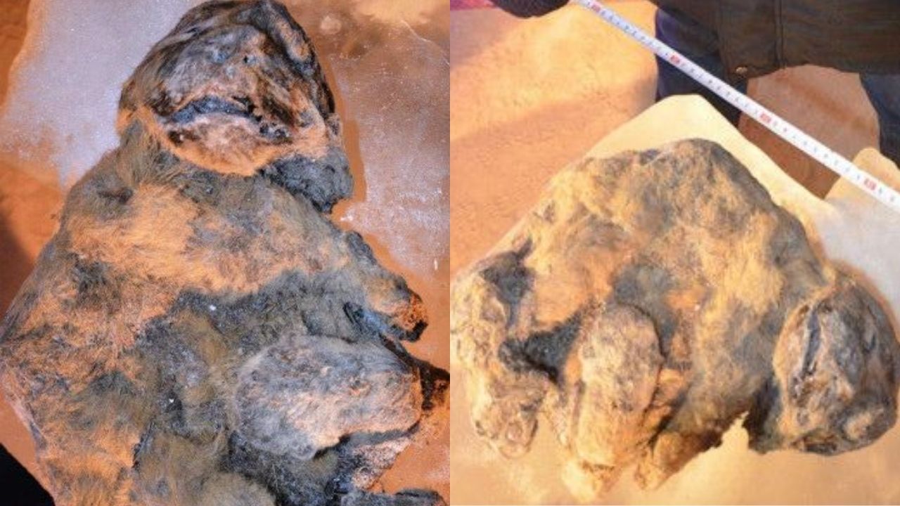 5 curiosidades sobre as incríveis ‘múmias’ de leões de 12 mil anos
