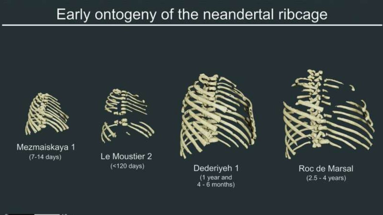 Estudo indica que bebês neandertais tinham tórax robusto como os adultos