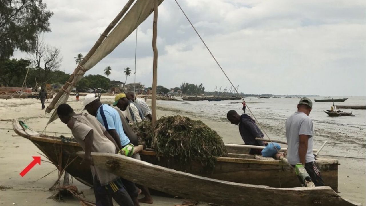 Porque os pescadores da África Oriental continuam usando barcos de madeira?