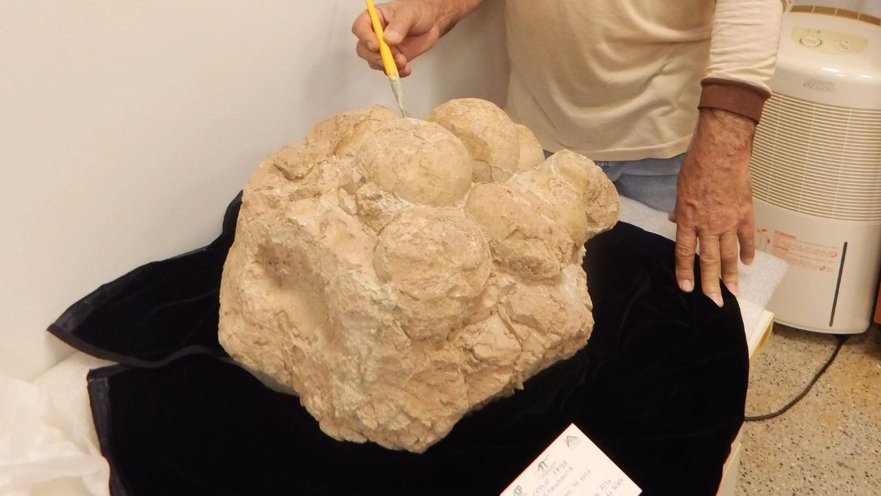 Mais lidas: Primeiro ninhal de dinossauros do Brasil é encontrado em Minas Gerais