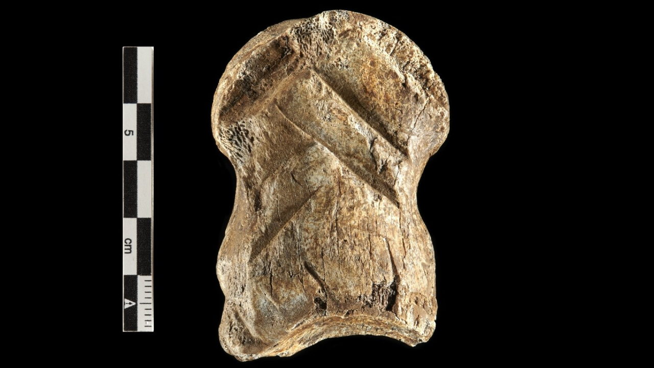 Arqueólogos analisam intrigante osso de cervo esculpido há 51 mil anos