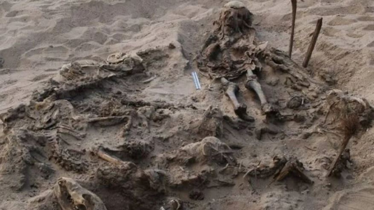 O curioso túmulo infantil do Egito Antigo que revelou 142 ossos de cachorros