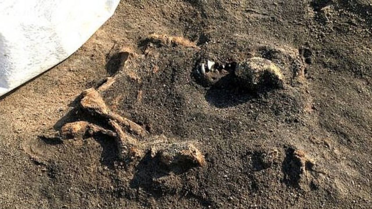 Ossada de cachorro da Idade da Pedra, que foi enterrado junto com dono, descobertos na Suécia