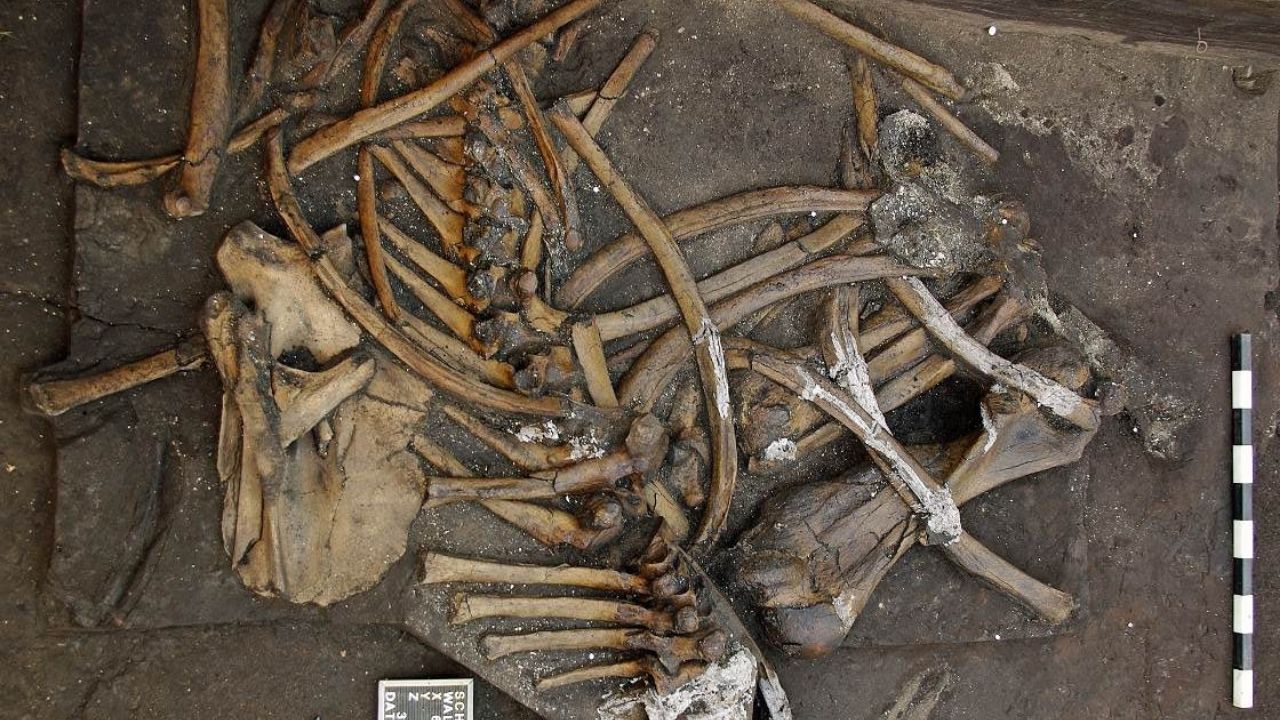Na Alemanha, arqueólogos encontram esqueleto quase completo de elefanta que viveu há 300 mil anos