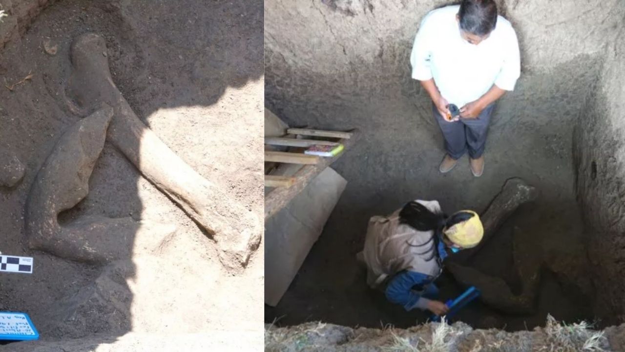 Ossos de possível mamute são descobertos em quintal de família mexicana