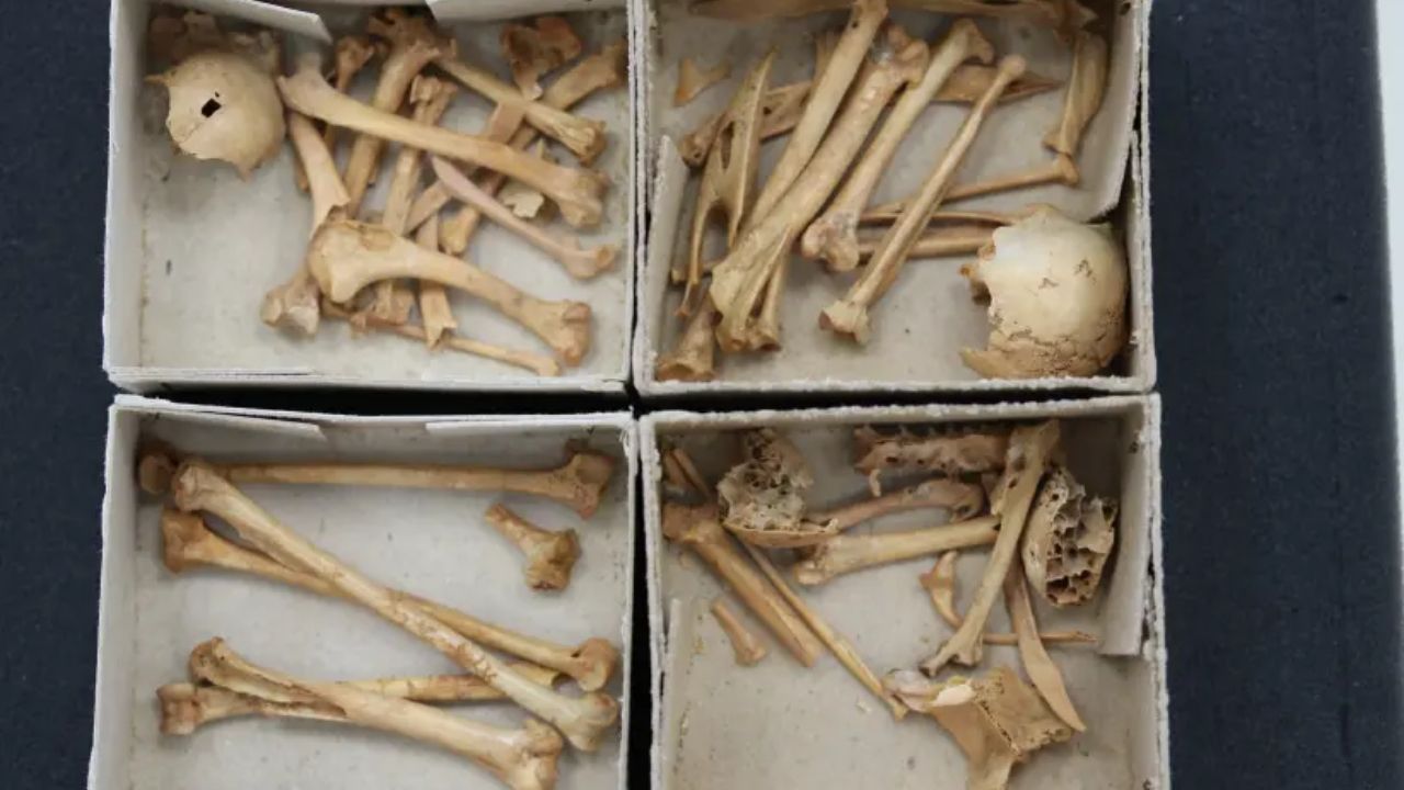 Pombos eram sacrificados em Jerusalém, afirma novo estudo