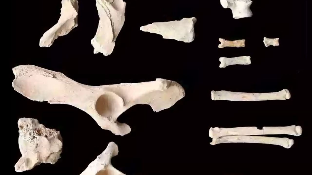 Estudo identifica o cachorro domesticado mais antigo da Península Arábica