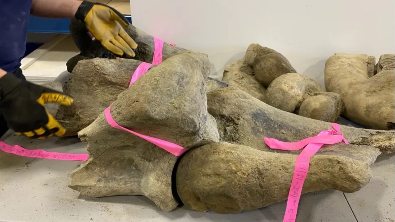 Como trabalhadores de uma mina encontraram restos de mamutes de quase 30 mil anos