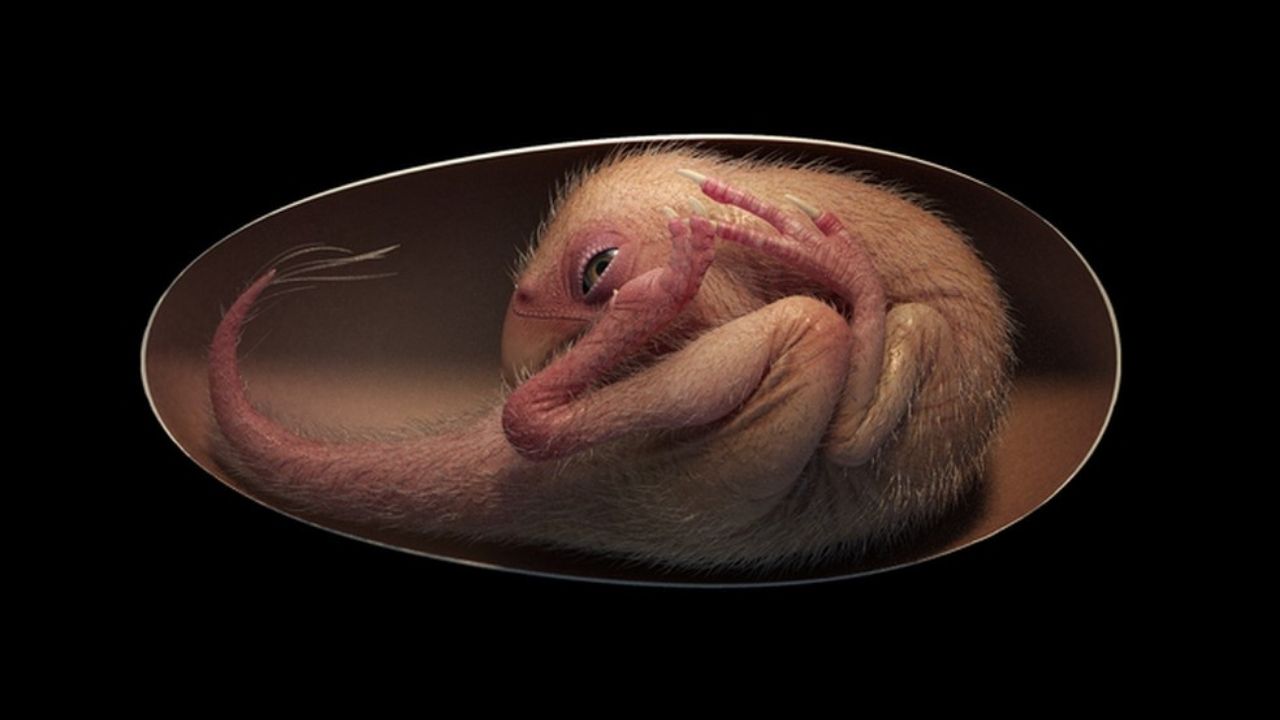 Embrião de dinossauro é encontrado em ovo fossilizado
