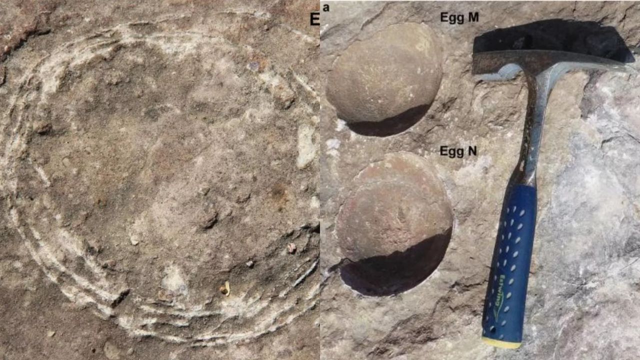 Escavações revelam 1º ovo fossilizado de dinossauro dentro de outro ovo