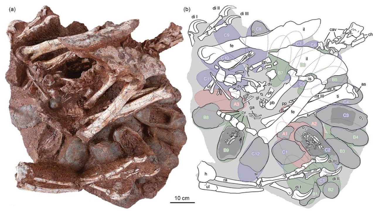 Pesquisadores descobrem fóssil de dinossauro que morreu chocando seus ovos na China