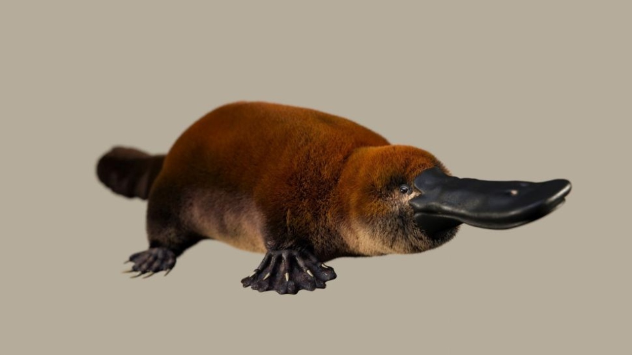 Fóssil de animal similar ao ornitorrinco pode mudar a história dos mamíferos