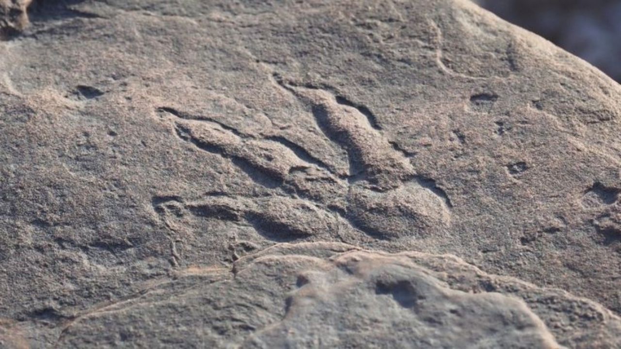 País de Gales: Pegada de dinossauro de 220 milhões de anos é descoberta por garota de 4 anos