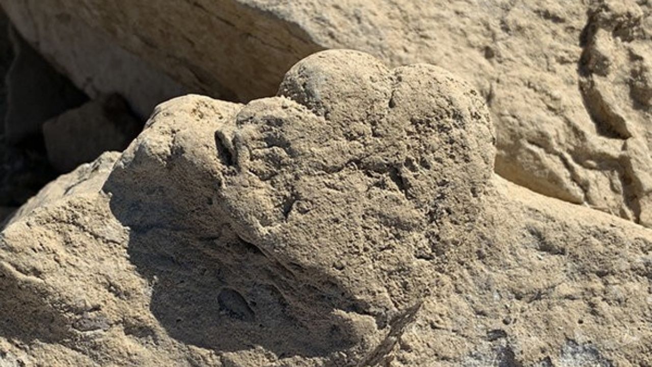Pegada de dinossauro com apenas 5 centímetros é encontrada na China