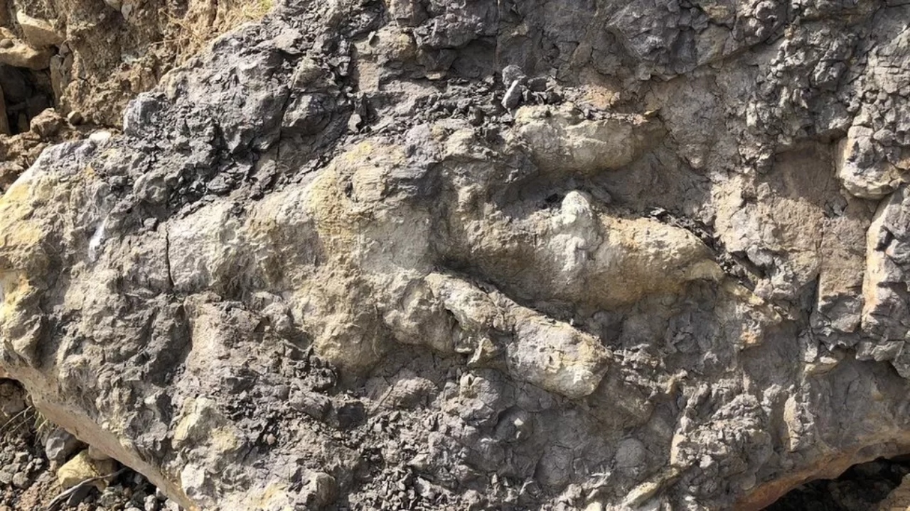 Pegada de dinossauro de quase 1 metro é encontrada na Inglaterra