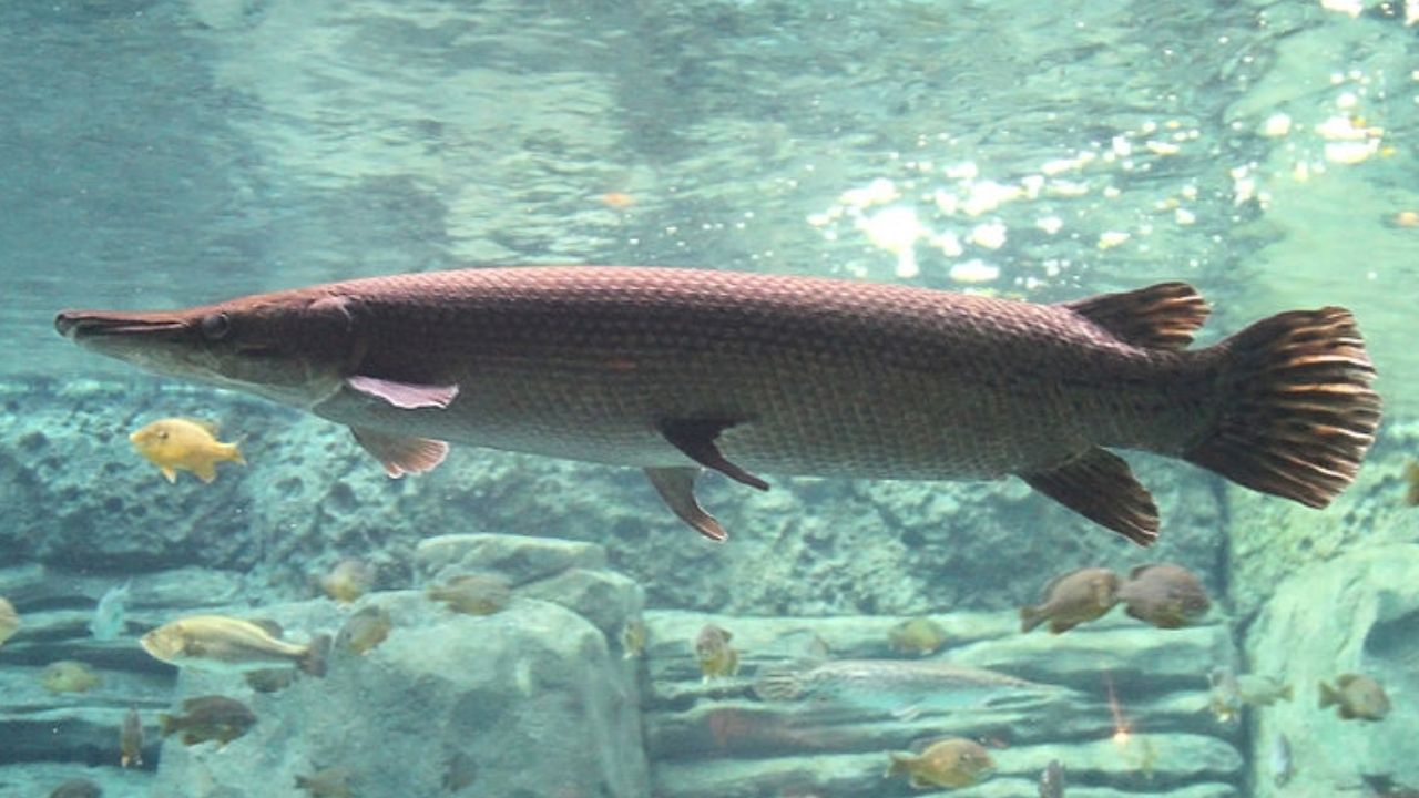 Saiba mais sobre o peixe-jacaré, um fóssil vivo