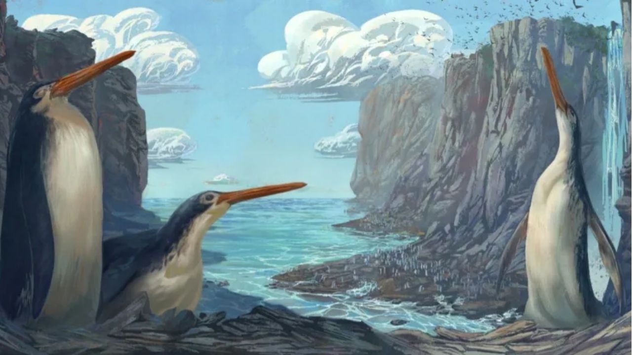 Fóssil de pinguim gigante encontrado por crianças é estudado por cientistas