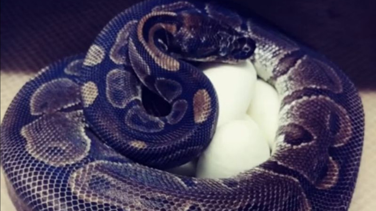 Sem ter relações com machos há 15 anos, cobra de 62 anos bota ovos