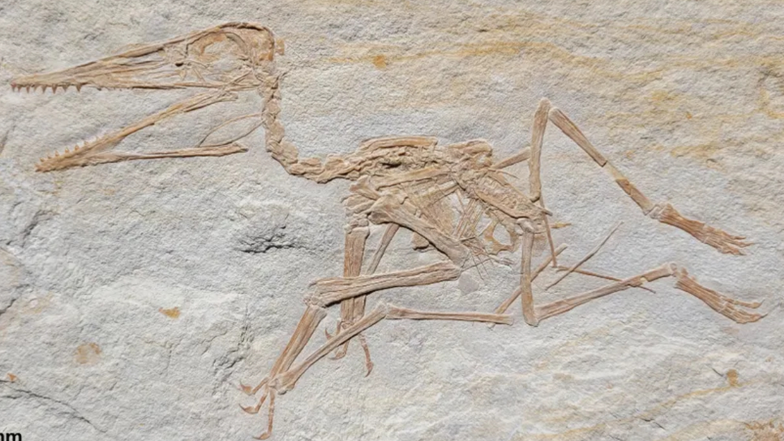 Mais antigo fóssil de pterossauro é descoberto na Alemanha