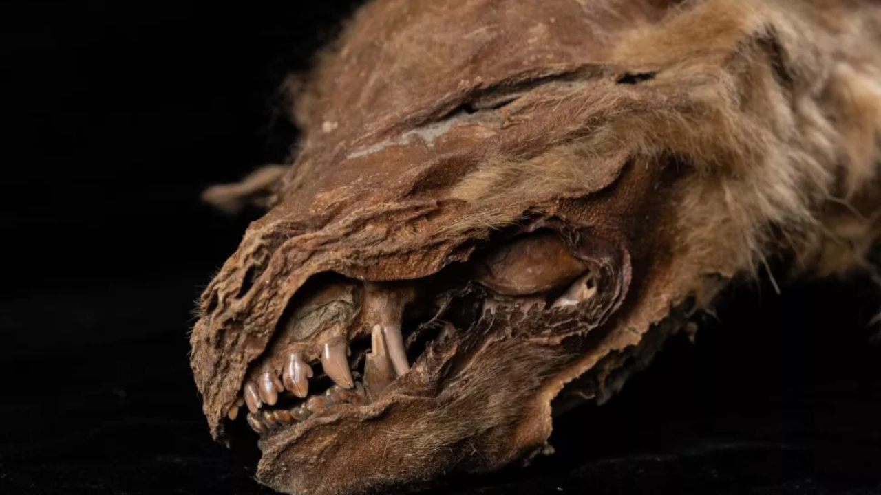 Perfeitamente preservada: Relembre a descoberta da múmia de 57 mil anos de filhote de lobo do Ártico