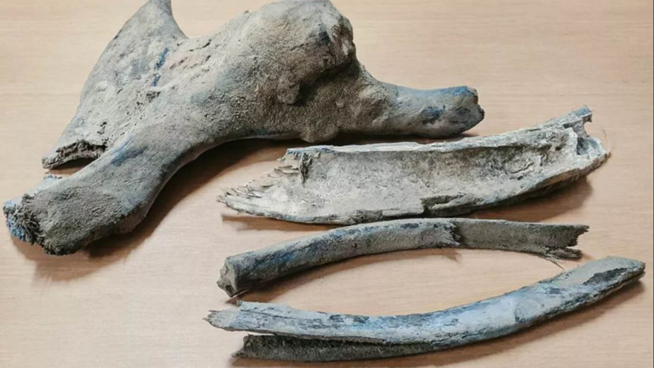 Restos de mamute são encontrados no Ártico da Rússia por acidente
