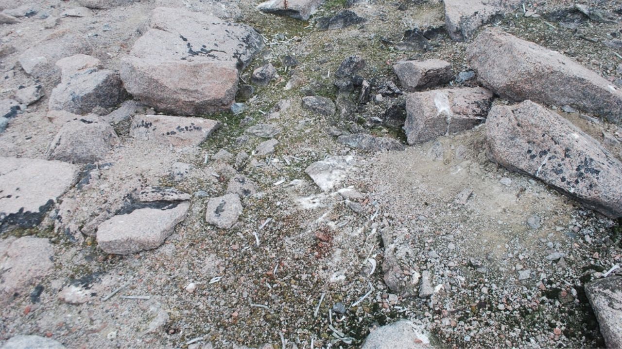 Vestígios de múltiplas colônias de pinguins Adelie descobertos em local na Antártica