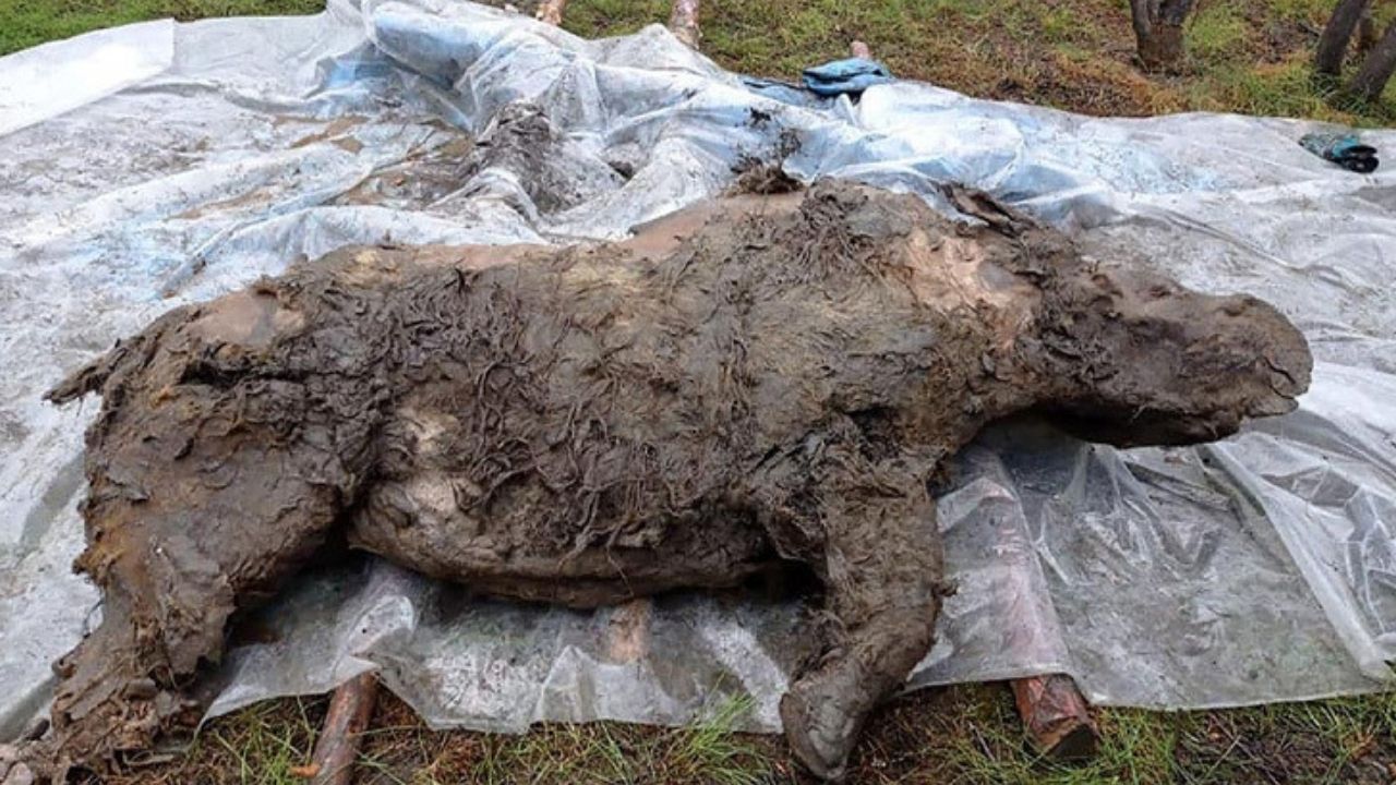 Rinoceronte congelado pelo permafrost há 50 mil anos é descoberto na Rússia