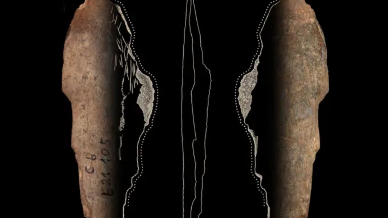 Estudo aponta que Homo sapiens fabricavam roupas há 120 mil anos